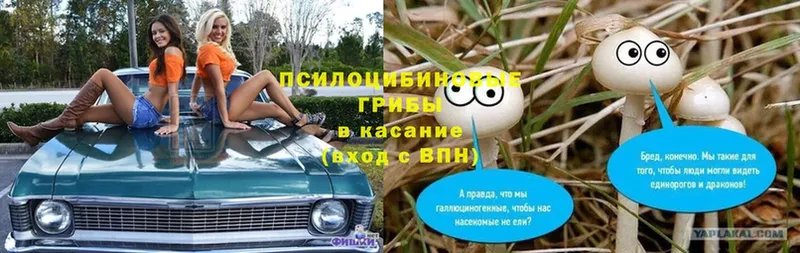 купить наркотик  Моздок  мега ССЫЛКА  Галлюциногенные грибы Cubensis 